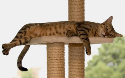 Wenn der Richter während der Verhandlung ein Nickerchen macht…