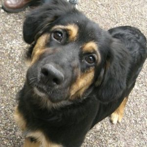 Arbeitnehmer Hund ins Büro mitbringen