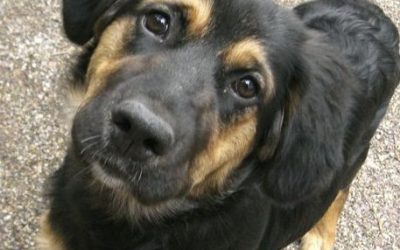 Für den „Hund am Arbeitsplatz“ gilt Gleichbehandlung