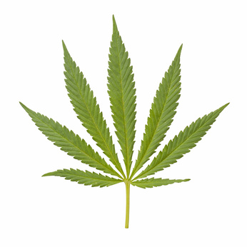 Konsument von Cannabis darf kein Polizist werden