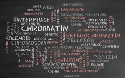 Epigenetik – das Gedächtnis der Zellen: Bedeutung fürs Coaching