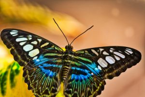 Schmetterling Metapher Hilfe Coaching